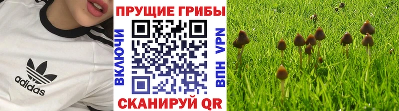 Псилоцибиновые грибы Magic Shrooms  Елабуга 